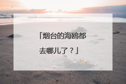 烟台的海鸥都去哪儿了？