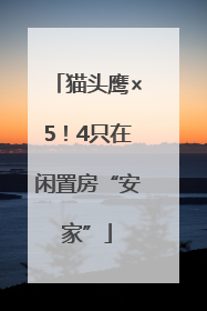 猫头鹰×5！4只在闲置房“安家”