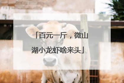 百元一斤，微山湖小龙虾啥来头