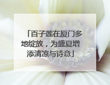 百子莲在厦门多地绽放，为盛夏增添清凉与诗意