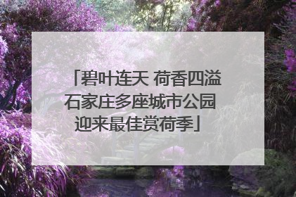 碧叶连天 荷香四溢 石家庄多座城市公园迎来最佳赏荷季