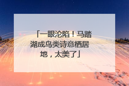 一眼沦陷！马踏湖成鸟类诗意栖居地，太美了