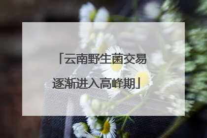 云南野生菌交易逐渐进入高峰期