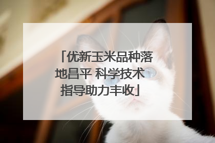 优新玉米品种落地昌平 科学技术指导助力丰收