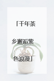 千年茶乡邂逅紫色浪漫