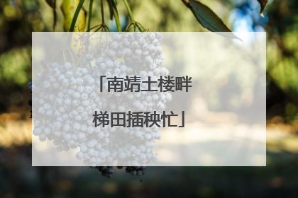 南靖土楼畔 梯田插秧忙