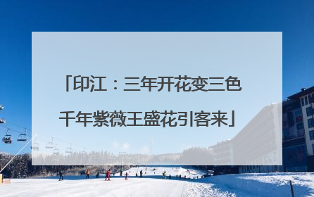 印江：三年开花变三色 千年紫薇王盛花引客来