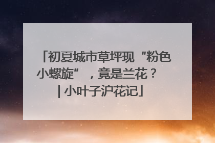 初夏城市草坪现“粉色小螺旋”，竟是兰花？ | 小叶子沪花记