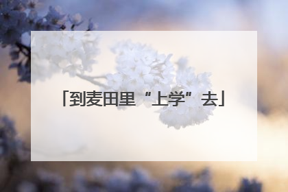 到麦田里“上学”去
