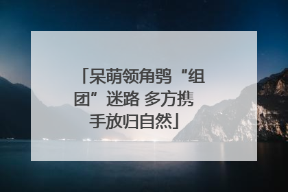 呆萌领角鸮“组团”迷路 多方携手放归自然