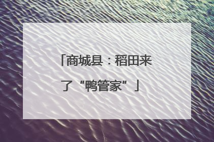 商城县：稻田来了“鸭管家”