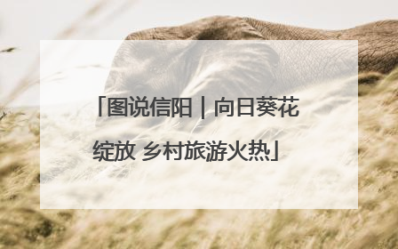 图说信阳｜向日葵花绽放 乡村旅游火热