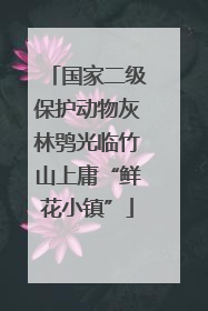 国家二级保护动物灰林鸮光临竹山上庸“鲜花小镇”