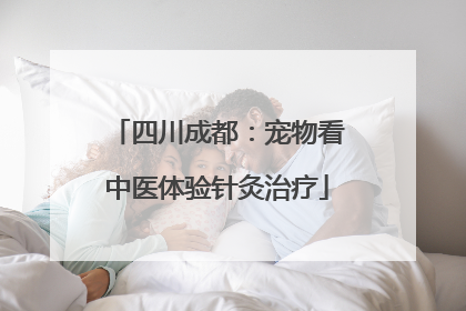 四川成都：宠物看中医体验针灸治疗