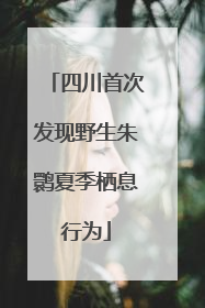 四川首次发现野生朱鹮夏季栖息行为