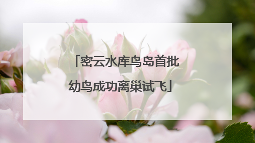 密云水库鸟岛首批幼鸟成功离巢试飞