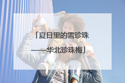 夏日里的雪珍珠——华北珍珠梅