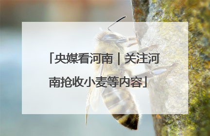 央媒看河南｜关注河南抢收小麦等内容