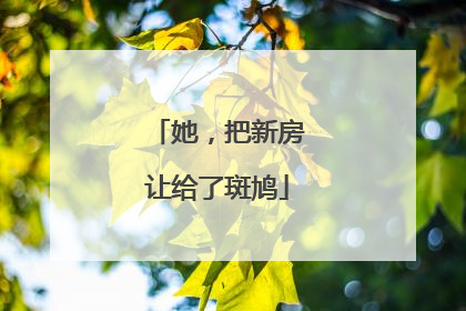 她，把新房让给了斑鸠