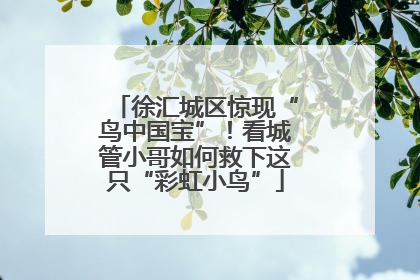 徐汇城区惊现“鸟中国宝”！看城管小哥如何救下这只“彩虹小鸟”