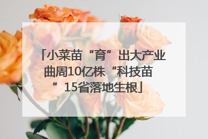 小菜苗“育”出大产业 曲周10亿株“科技苗”15省落地生根
