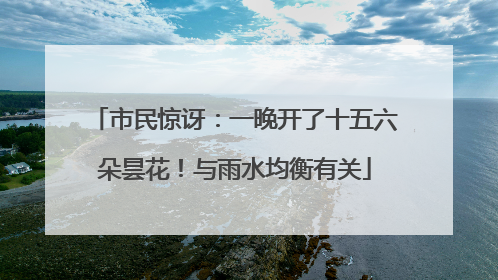市民惊讶：一晚开了十五六朵昙花！与雨水均衡有关