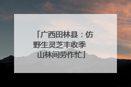 广西田林县：仿野生灵芝丰收季 山林间劳作忙