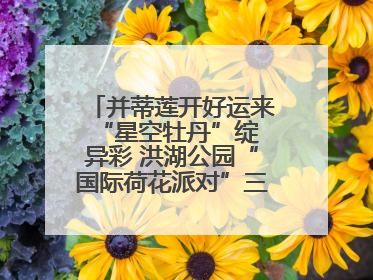 并蒂莲开好运来 “星空牡丹”绽异彩 洪湖公园“国际荷花派对”三天迎客六万