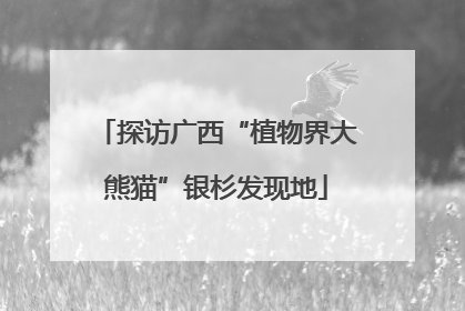 探访广西“植物界大熊猫”银杉发现地