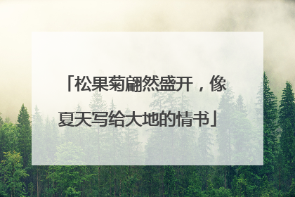 松果菊翩然盛开，像夏天写给大地的情书