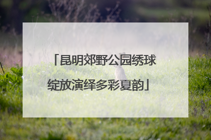 昆明郊野公园绣球绽放演绎多彩夏韵
