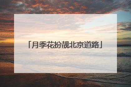 月季花扮靓北京道路