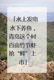 水上发电水下养鱼，青岛这个村百亩竹节虾抢“鲜”上市