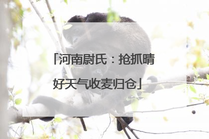 河南尉氏：抢抓晴好天气收麦归仓