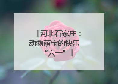 河北石家庄：动物萌宝的快乐“六一”