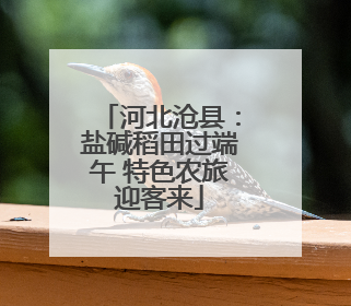 河北沧县：盐碱稻田过端午 特色农旅迎客来