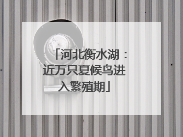 河北衡水湖：近万只夏候鸟进入繁殖期