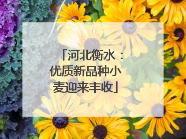 河北衡水：优质新品种小麦迎来丰收