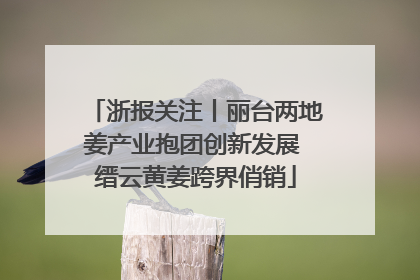 浙报关注丨丽台两地姜产业抱团创新发展 缙云黄姜跨界俏销