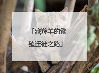 藏羚羊的繁殖迁徙之路