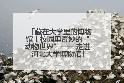 藏在大学里的博物馆丨校园里奇妙的“动物世界”——走进河北大学博物馆