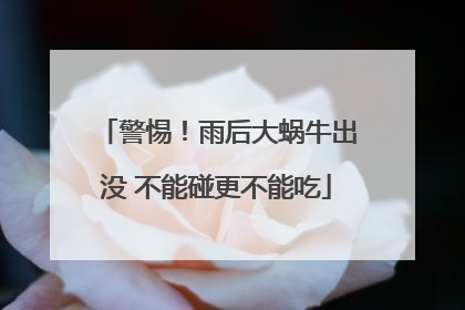 警惕！雨后大蜗牛出没 不能碰更不能吃