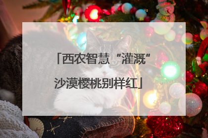 西农智慧“灌溉” 沙漠樱桃别样红