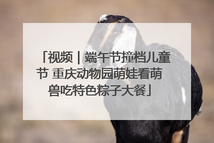 视频｜端午节撞档儿童节 重庆动物园萌娃看萌兽吃特色粽子大餐