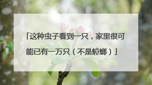 这种虫子看到一只，家里很可能已有一万只（不是蟑螂）