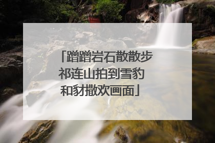 蹭蹭岩石散散步 祁连山拍到雪豹和豺撒欢画面