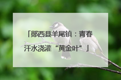 郧西县羊尾镇：青春汗水浇灌“黄金叶”