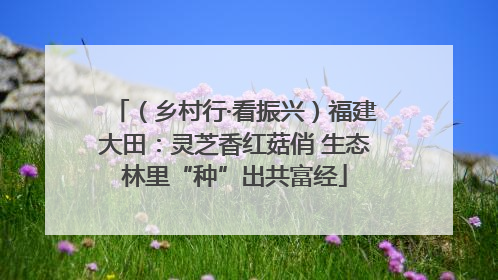 （乡村行·看振兴）福建大田：灵芝香红菇俏 生态林里“种”出共富经