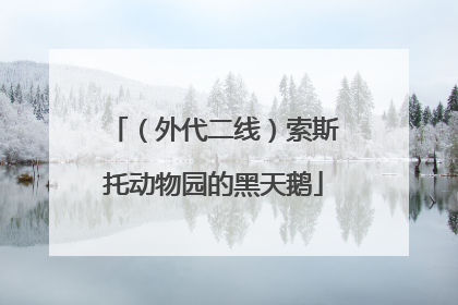 （外代二线）索斯托动物园的黑天鹅