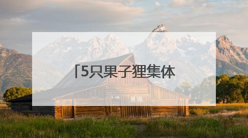 5只果子狸集体亮相湖南南山国家公园候选区